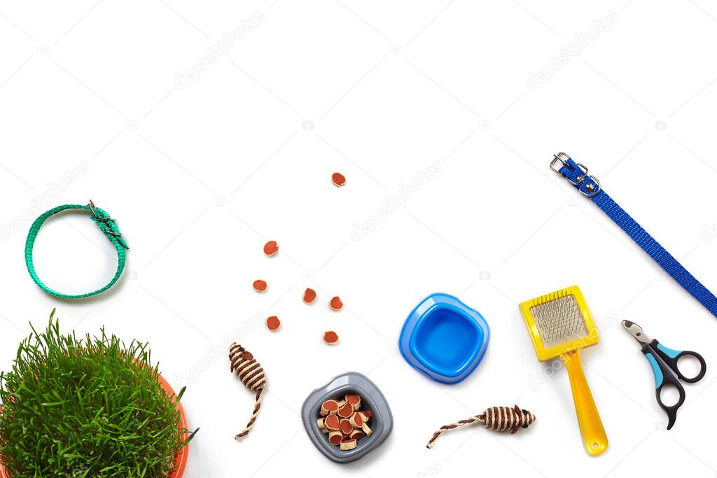 Flat lay composition with accessories for a cat, such as fresh dry food and water in a bowls, toys as mouses, brush, claw clippers, blue collar, leash and green grass isolated on white background. Pet