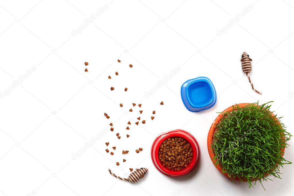 Flat lay composition with accessories for a cat, such as high quality dry food scattered around and water in a bowls, interesting toys as mouses and green grass isolated on white background. Pet care