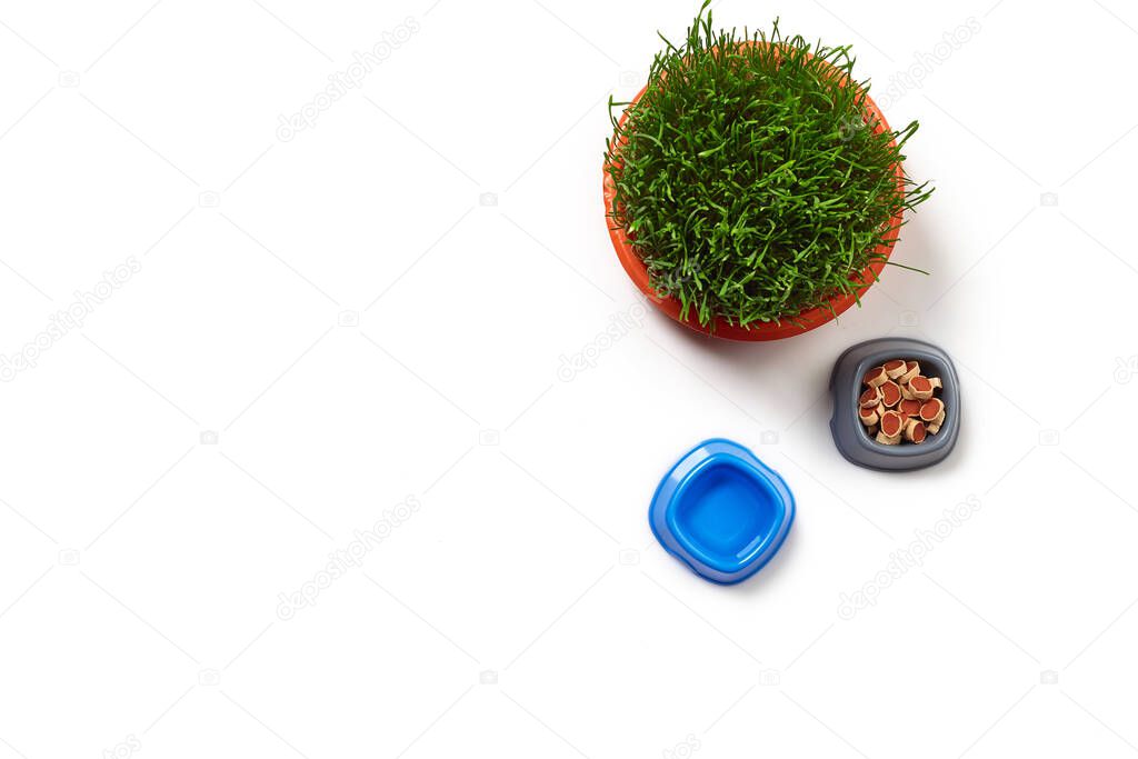 Flat lay composition with accessories for a cat, such as delicious dry food and water in a bowls and green grass isolated on white background. Pet care and feeding concept. Copy space. Top view.