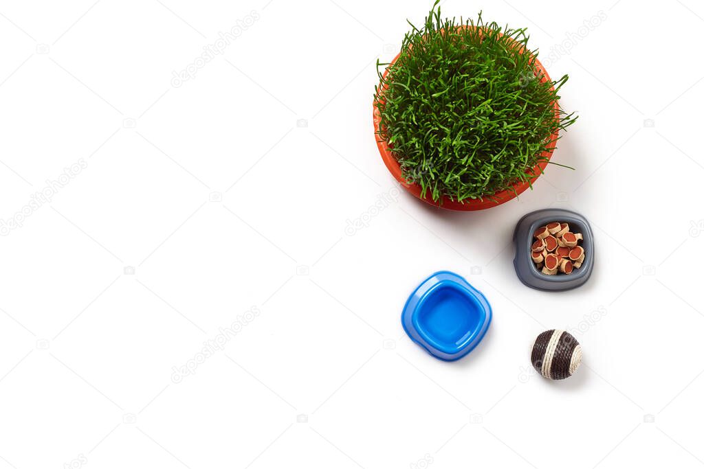 Flat lay composition with accessories for a cat, such as tasty dry food and fresh water in a bowls, ball and green grass isolated on white background. Pet care and feeding concept. Copy space. Top