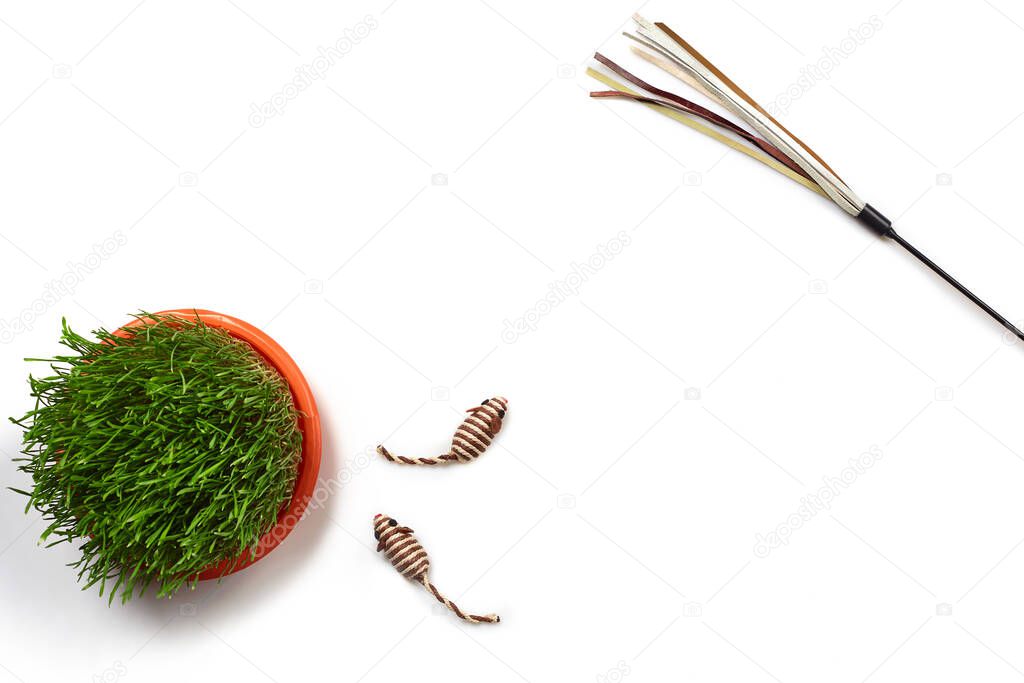 Flat lay composition with accessories for a cat, such toys as small mouses, green grass and teaser isolated on white background. Pet care and feeding concept. Copy space. Top view.