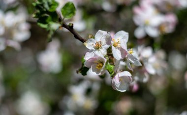 İlkbaharda elma açar.