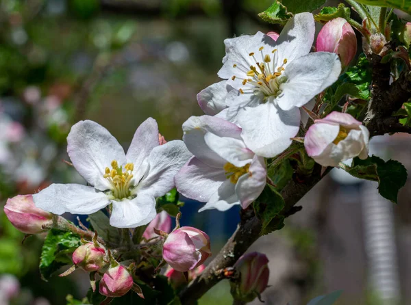 Flores Maçã Primavera — Fotografia de Stock