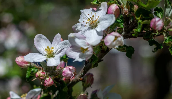 Flores Maçã Primavera — Fotografia de Stock