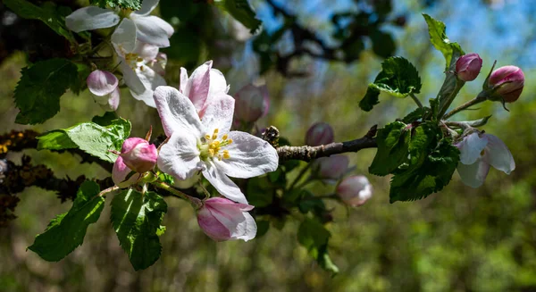 Flores Maçã Primavera — Fotografia de Stock