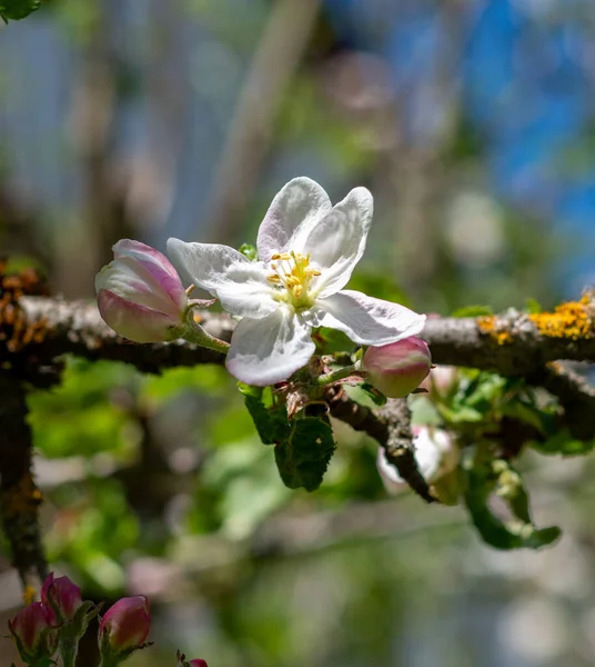 Flores Maçã Primavera — Fotografia de Stock