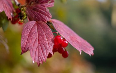 Sonbahar yaprakları ve meyveler
