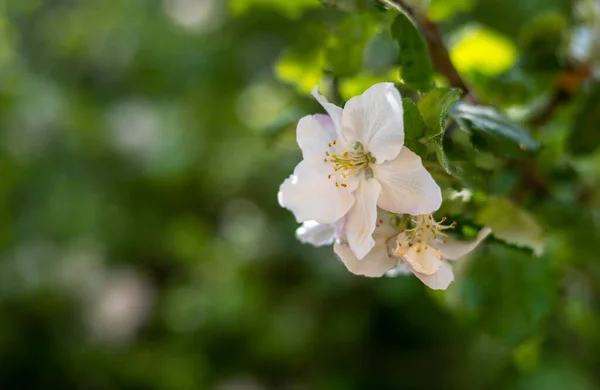Рожеве Біле Яблуко Цвітуть Дереві Навесні — стокове фото