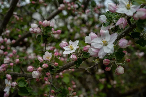 Rosa Och Vita Äppelblommor Träd Våren — Stockfoto
