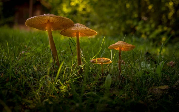 Pilze Wald Stockfoto