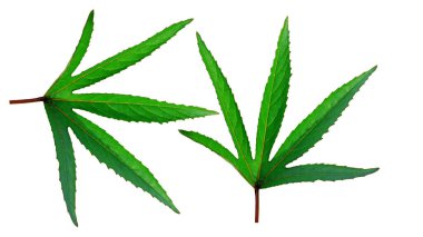 Kırpma Yolu ile beyaz arkaplan yüksek çözünürlükte beş köşeli yapraklar izole