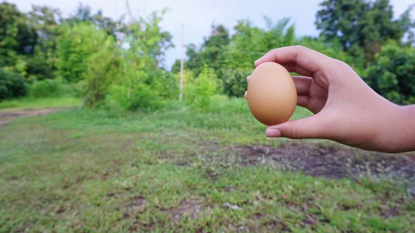 Bir yumurta, akşam yemeği menüsü için hazırlandı..