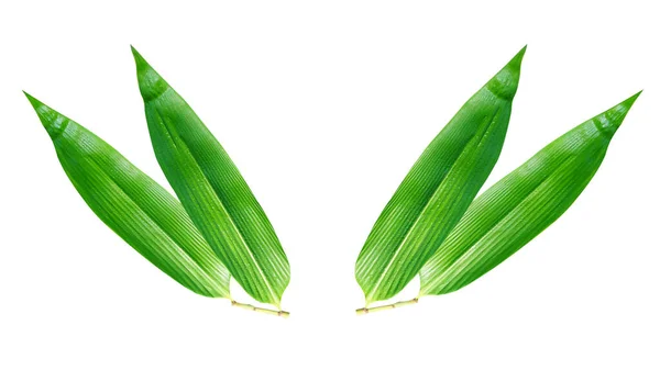 Een Paar Bamboe Bladeren Geïsoleerd Witte Achtergrond Voor Klaar Ontwerp — Stockfoto