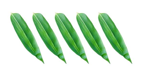 Groene Bamboe Bladeren Geïsoleerd Witte Achtergrond Voor Klaar Ontwerp Met — Stockfoto