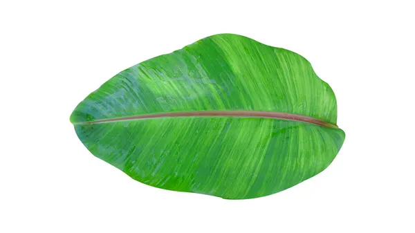 绿色的香蕉叶在白色的背景上与剪枝路径隔离 — 图库照片