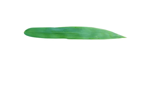 白色背景上的一片竹叶看上去自然纤细 — 图库照片