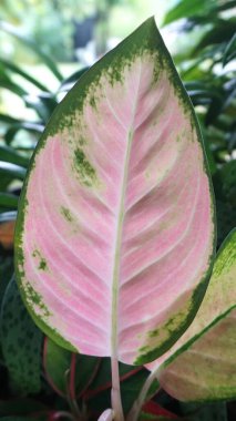 Pembe tek yapraklar bahçede oldukça yaygındır..                               