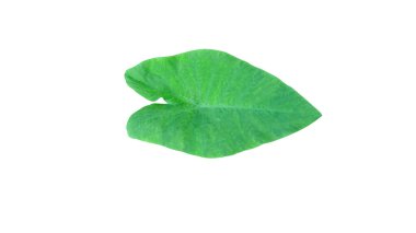 İzole edilmiş yapraklar (kırpma yolu ile) 2 doku veya diğer tasarım çizimleri için beyaz arkaplan üzerinde