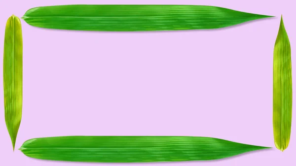 Bamboe Blad Frame Geïsoleerd Roze Achtergrond Voor Illustratie Ander Ontwerp — Stockfoto