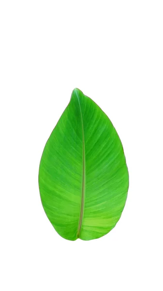 Singola Foglia Banana Verde Isolata Sfondo Bianco Illustrazione Altri Disegni — Foto Stock