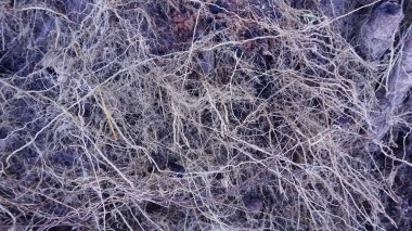 arkaplan için güzel kökler veya arkaplan desenli güzel bir yüzey