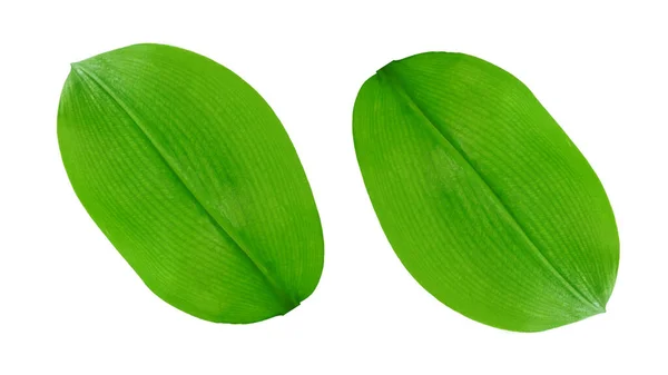 Vereinzelte Grüne Blätter Für Hintergrund Oder Designillustration Oder Titelbild — Stockfoto
