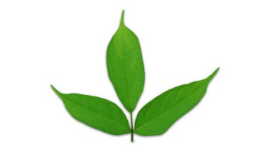 Resim veya diğer tasarım işleri için (Kesme Yolu ile) beyaz arkaplanda izole edilmiş yapraklar).