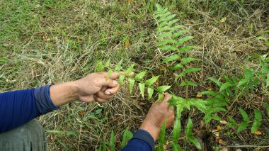 Bahçede sebzelerin tepelerini tutarak ve onları kendi başlarına yemek için ekerek..