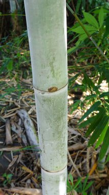 Benim diktiğim bahçeden alınan doğal beyaz toz lekeli tek bir bambu..