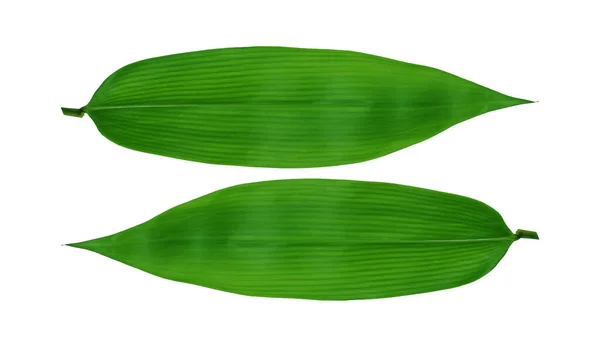 Zwei Grüne Bambusblätter Isoliert Auf Weißem Hintergrund Für Illustration Oder — Stockfoto