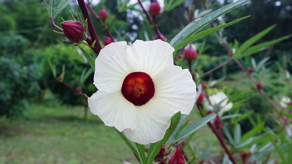 Roselle Flores Ervas Para Saúde Tomadas Jardim — Fotografia de Stock