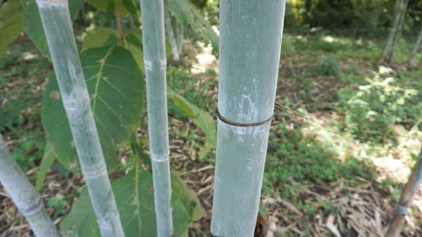 Bambú Tiene Manchas Naturales Polvo Blanco Tomadas Propio Jardín — Foto de Stock
