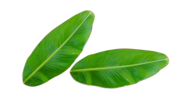 Grüne Bananenblätter Isoliert Auf Weißem Hintergrund Für Illustration Oder Anderes — Stockfoto