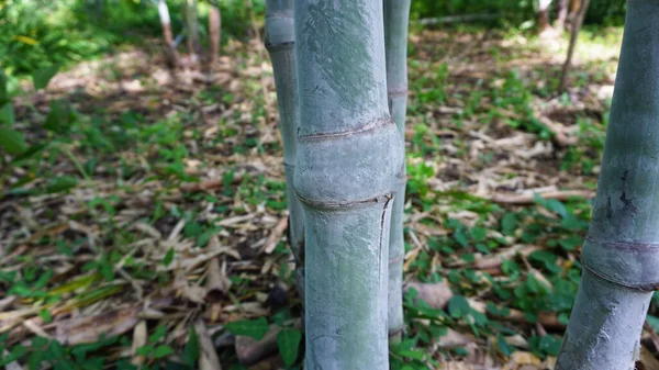 Bambú Segmentado Corto Tomado Del Jardín Que Mismo Planté — Foto de Stock