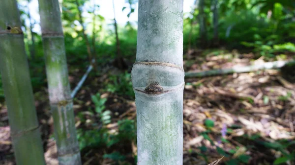 Bambú Segmentado Corto Tomado Del Jardín Que Mismo Planté — Foto de Stock