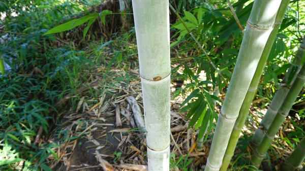 Single Bamboo Natural White Powder Stains Taken Garden Planted Myself — Stock Photo, Image