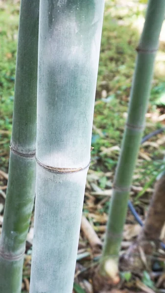 Single Bamboe Met Natuurlijke Witte Poeder Vlekken Genomen Uit Tuin — Stockfoto