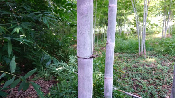 Solo Bambú Con Manchas Naturales Polvo Blanco Tomadas Del Jardín —  Fotos de Stock