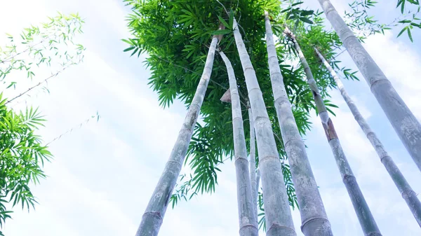 Rechte Bamboe Met Natuurlijke Witte Poeder Vlekken Verzameld Een Groep — Stockfoto