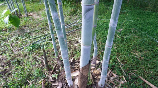 Прямой Бамбук Натуральными Белыми Пятнами Пороха Взятыми Моего Собственного Сада — стоковое фото