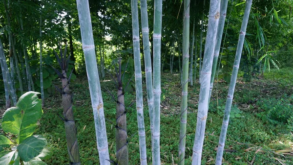 Bambú Recto Con Manchas Polvo Blanco Natural Tomadas Propio Jardín — Foto de Stock