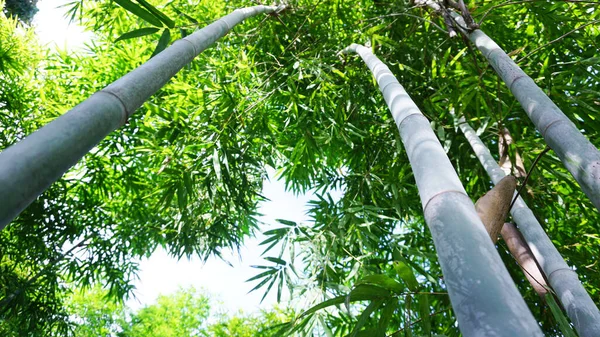 Prosty Bambus Naturalnymi Białymi Plamami Proszku Pobranymi Ogrodu Górze — Zdjęcie stockowe