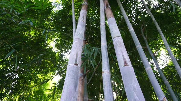 Rechte Bamboe Met Natuurlijke Witte Poeder Vlekken Genomen Uit Tuin — Stockfoto