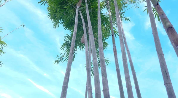 Wysoki Bambus Błękitnym Tle Nieba — Zdjęcie stockowe