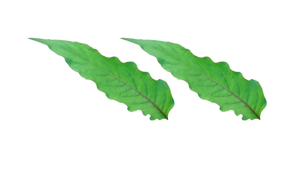 绿色叶子在白色背景上隔离 用于插图或其他设计 带有裁剪路径 — 图库照片