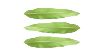 Resim veya diğer tasarım için beyaz arkaplanda izole edilmiş üç muz yaprağı (Kırpma Yolu ile).