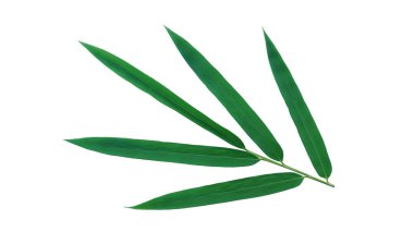 Tasarım için beyaz arkaplanda izole edilmiş yeşil bambu yaprakları (Kırpma Yolu ile).