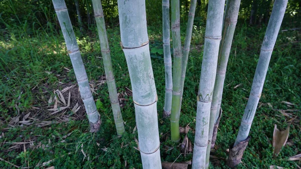 Bambú Crece Erguido Racimos Manchado Con Polvo Blanco Natural Del — Foto de Stock