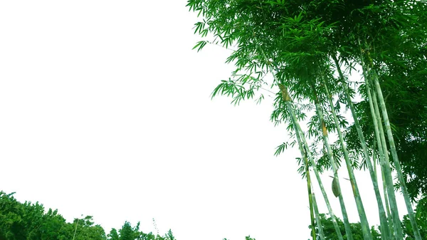 Bamboe Recht Geïsoleerd Witte Achtergrond Met Clipping Pad — Stockfoto