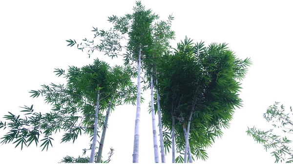 Bambu kesme yolu ile beyaz arkaplanda izole edildi.